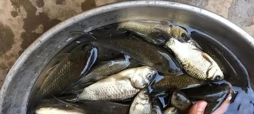 冬天钓鱼技巧野钓鲫鱼如何调漂？调漂的正确方法是什么？  第2张
