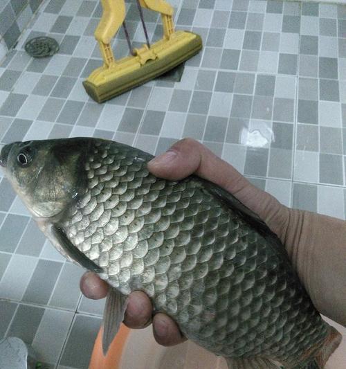 冬天钓鱼技巧野钓深水鲫鱼有哪些？如何提高冬季野钓鲫鱼的收获？  第3张