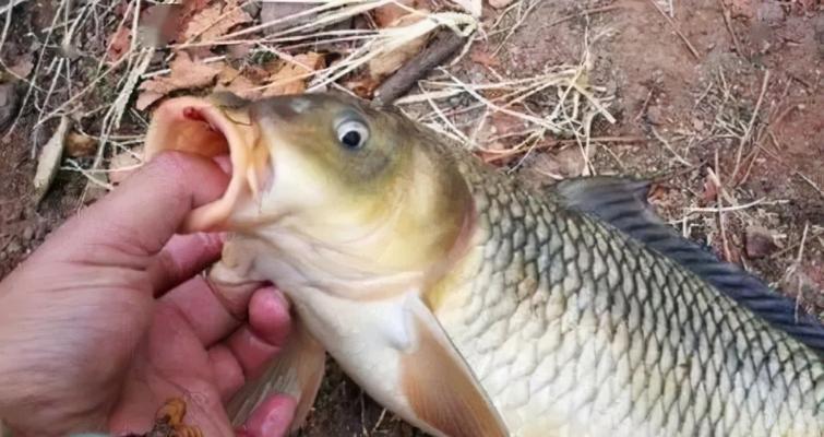 冬天钓鱼技巧最实用的饵料是什么？如何选择适合冬季的钓鱼饵料？  第2张