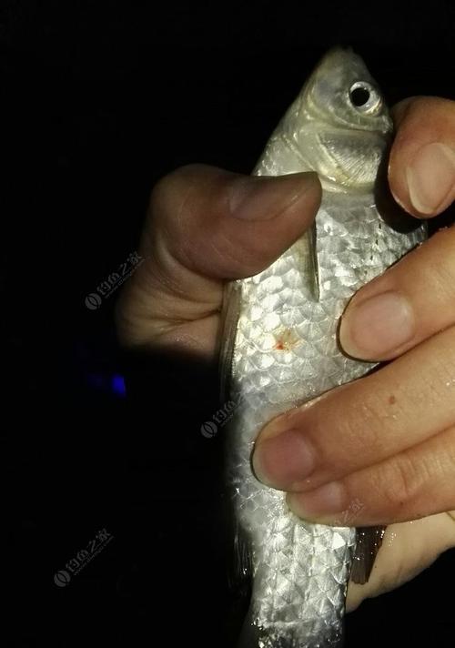 冬天钓鱼绝活技巧有哪些？如何应对冬季钓鱼的常见问题？  第3张
