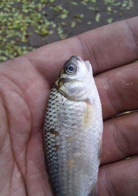 冬天钓鱼拉饵技巧有哪些？如何提高冬季钓鱼成功率？  第2张