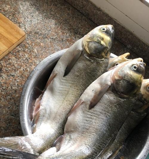 冬天如何钓鲢鱼？掌握哪些技巧能提高成功率？  第1张