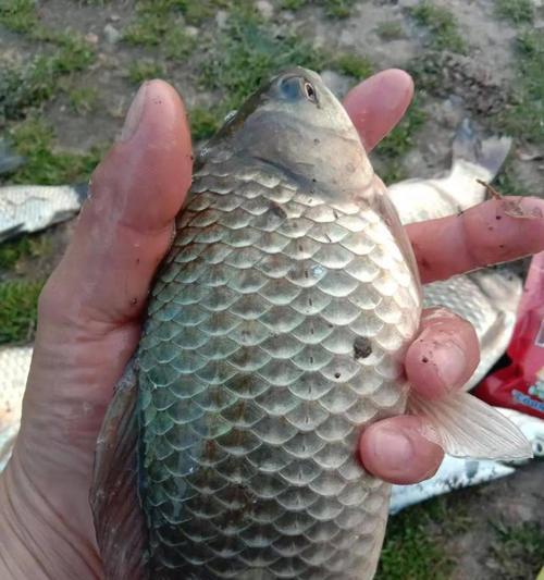 冬天如何钓鲫鱼？掌握哪些技巧能提高钓鲫鱼的成功率？  第3张