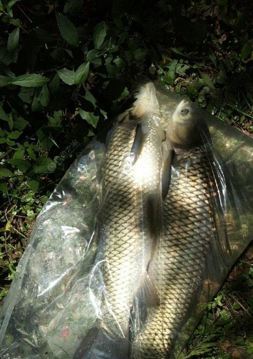 冬天钓鱼如何提高收获？掌握哪些技巧能更有效？  第1张