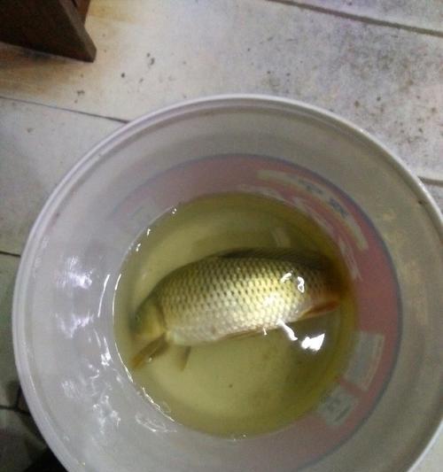 冬天夜钓草鱼有哪些技巧？如何提高夜钓草鱼的成功率？  第2张