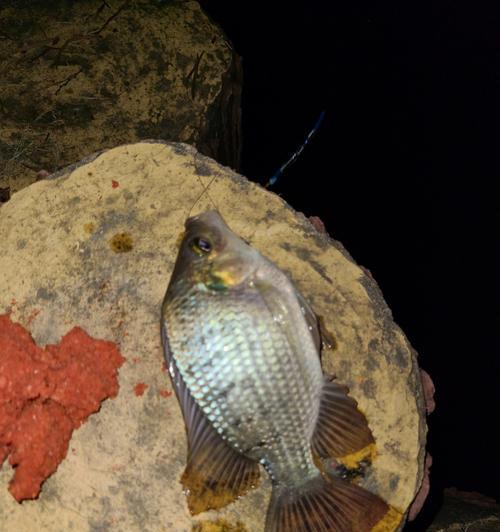 冬天钓鱼夜钓的技巧是什么？如何提高夜钓成功率？  第1张