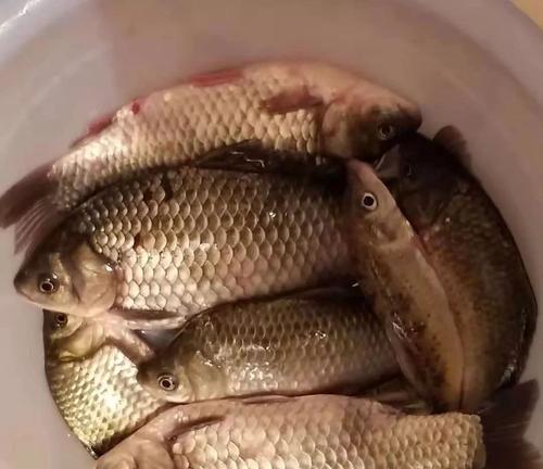 冬天钓鱼夜钓的技巧是什么？如何提高夜钓成功率？  第3张