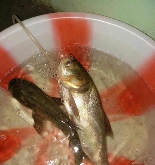 冬天钓鱼夜钓的技巧是什么？如何提高夜钓成功率？  第2张
