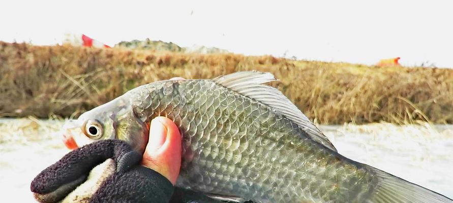 冬天钓鱼如何有效促食？有哪些技巧和方法？  第2张