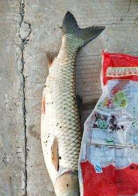 冬天东北风钓鱼技巧有哪些？如何应对东北风天气钓鱼？  第3张