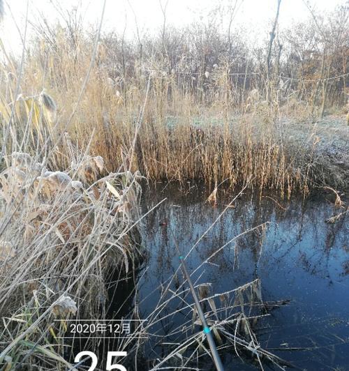 冬天浮萍钓鱼技巧和方法是什么？如何提高冬季钓鱼成功率？  第3张
