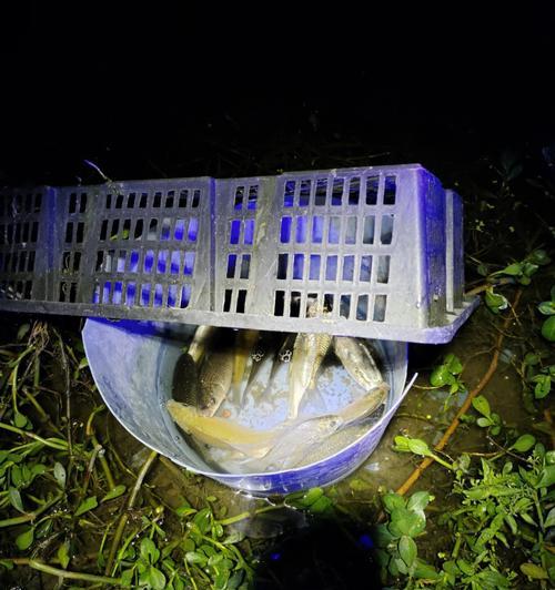 冬天广东野外夜间钓鱼技巧是什么？如何提高夜间钓鱼的成功率？  第1张