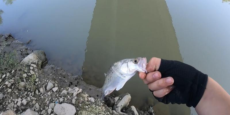 冬天海鲈钓鱼技巧有哪些？如何提高冬季海鲈钓鱼的成功率？  第1张
