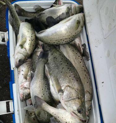 冬天海鲈钓鱼技巧有哪些？如何提高冬季海鲈钓鱼的成功率？  第3张