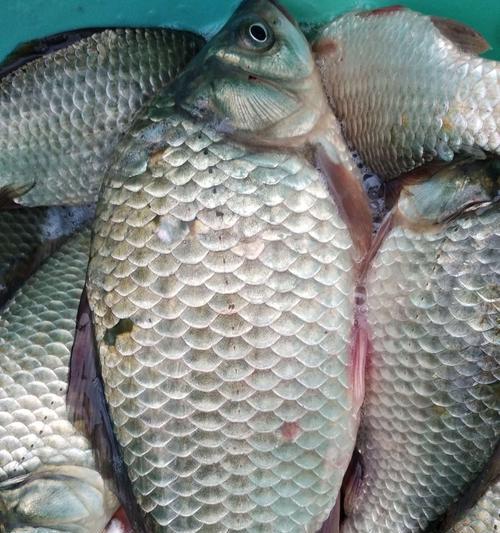 冬天河流水钓鱼技巧有哪些？如何提高冬季钓鱼成功率？  第2张