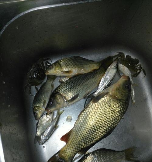 冬天河流夜钓鲫鱼技巧有哪些？如何提高夜钓鲫鱼的成功率？  第2张