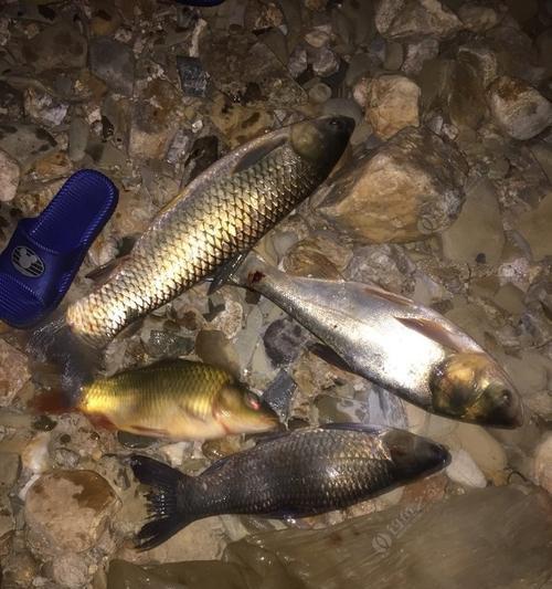 冬天河流夜钓鲫鱼技巧有哪些？如何提高夜钓鲫鱼的成功率？  第3张