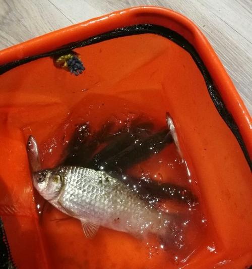 冬天河流夜钓鲫鱼技巧有哪些？如何提高夜钓鲫鱼的成功率？  第1张