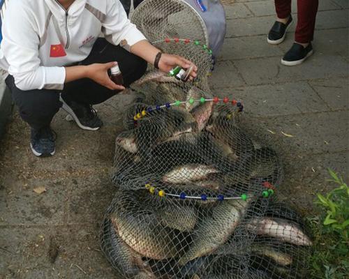 冬天黑坑冰钓鲫鱼技巧是什么？如何提高冰钓鲫鱼的成功率？  第3张