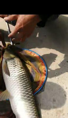 冬天黑坑垂钓鲤鱼技巧有哪些？如何提高冬季垂钓鲤鱼的成功率？  第1张