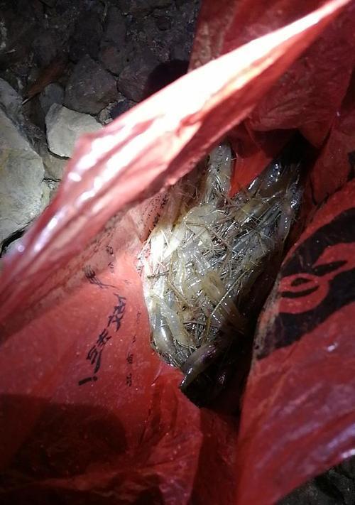 冬天红虫夜钓鲫鱼有哪些技巧和方法？如何提高夜钓鲫鱼的效率？  第3张