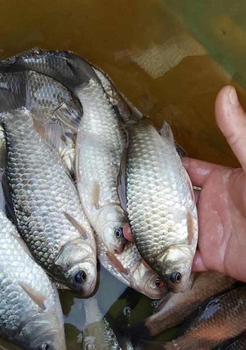 冬天红虫夜钓鲫鱼有哪些技巧和方法？如何提高夜钓鲫鱼的效率？  第2张