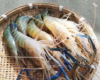 冬天活虾钓鱼技巧有哪些？如何提高冬季钓鱼成功率？  第1张