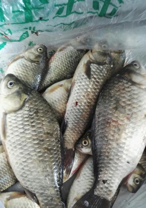冬天钓鲫鱼有哪些技巧？野钓鲫鱼的最佳方法是什么？  第1张