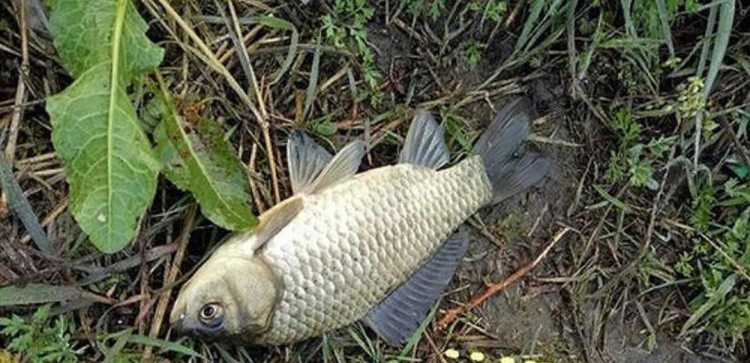 冬天钓鲫鱼有哪些技巧？野钓鲫鱼的最佳方法是什么？  第2张