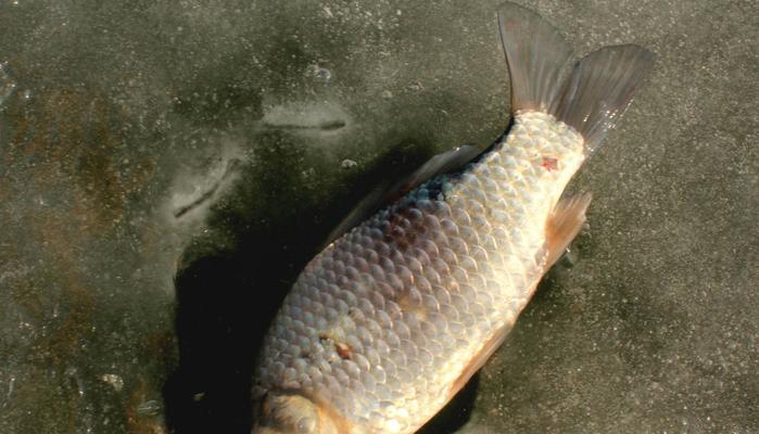 冬天钓鲫鱼有哪些技巧？野钓鲫鱼的最佳方法是什么？  第3张
