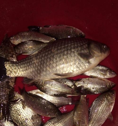 冬天江河夜钓鲫鱼技巧有哪些？如何提高钓鲫鱼的成功率？  第2张