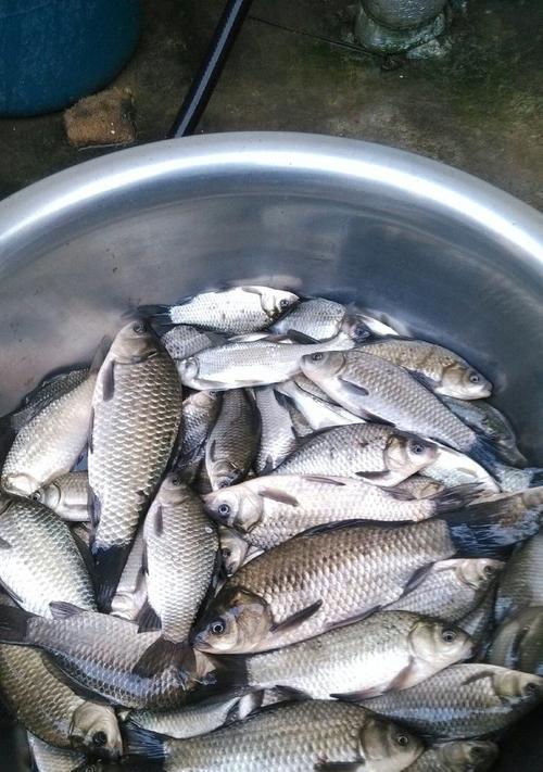冬天流水钓鲫鱼方法和技巧是什么？如何提高钓鱼成功率？  第3张