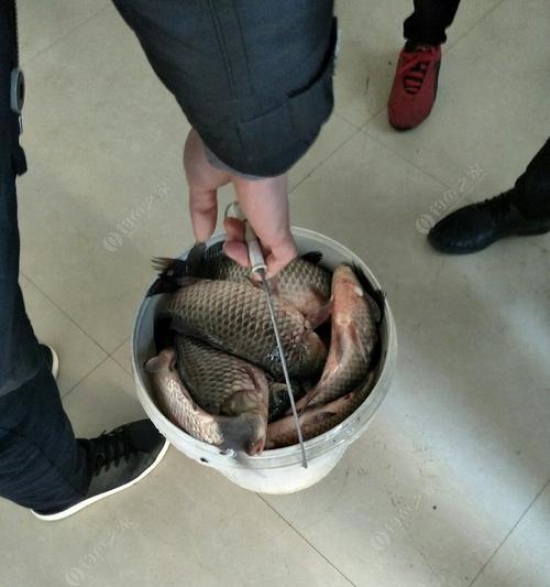 冬天流水钓鲫鱼技巧有哪些？如何提高钓鲫鱼的成功率？  第3张