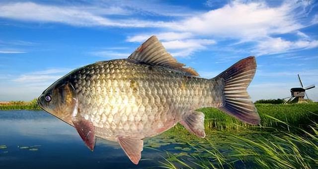 冬天流水钓鲫鱼绝密技巧是什么？如何提高钓鲫鱼的成功率？  第1张