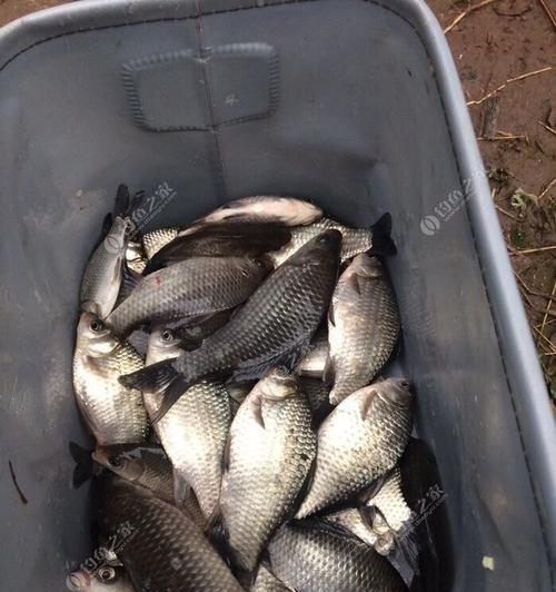 冬天流水钓鲫鱼绝密技巧是什么？如何提高钓鲫鱼的成功率？  第2张