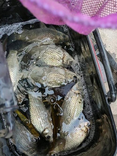 冬天面食钓鱼技巧有哪些？如何提高冬季钓鱼成功率？  第3张