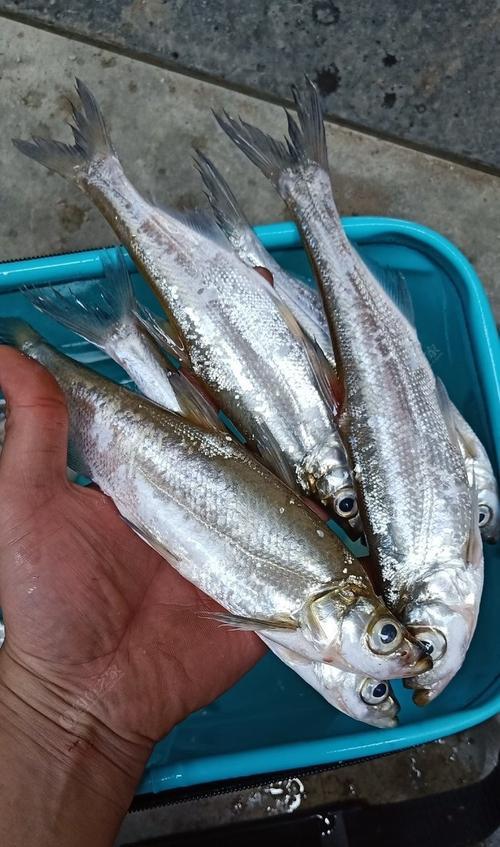 冬天在南方如何钓翘嘴鱼？有哪些有效钓法技巧？  第3张