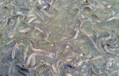 冬天泥鳅钓鱼技巧是什么？如何提高冬季泥鳅钓鱼的成功率？  第1张