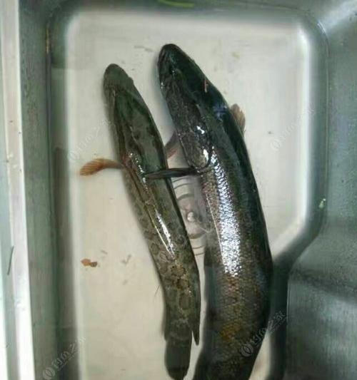 冬天泥鳅钓鱼技巧是什么？如何提高冬季泥鳅钓鱼的成功率？  第2张