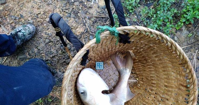 冬天泥鳅钓鱼技巧是什么？如何提高冬季泥鳅钓鱼的成功率？  第3张