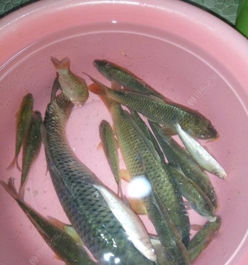 冬天抛竿夜钓鲤鱼技巧有哪些？如何提高夜钓鲤鱼的成功率？  第3张