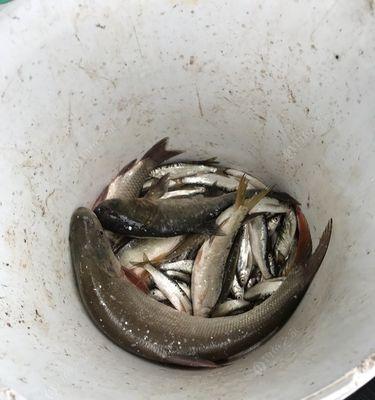 冬天在千岛湖夜钓鲢鳙有哪些技巧？如何提高钓鲢鳙的成功率？  第2张