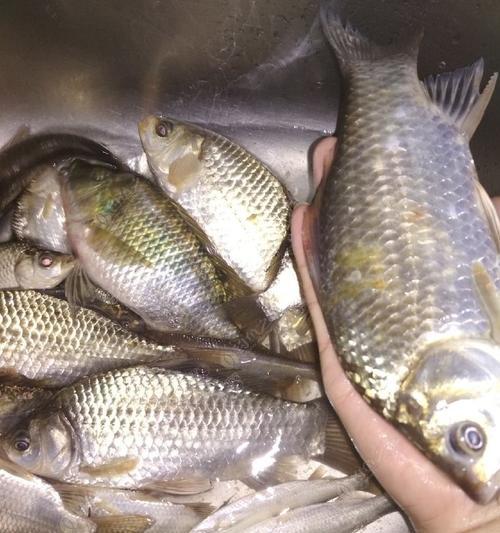 冬天桥筏夜钓鲫鱼技巧有哪些？如何提高钓鲫鱼的成功率？  第1张