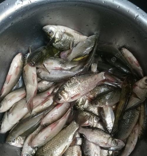 冬天桥筏夜钓鲫鱼技巧有哪些？如何提高钓鲫鱼的成功率？  第2张