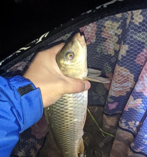 冬天桥筏夜钓鲫鱼技巧有哪些？如何提高钓鲫鱼的成功率？  第3张
