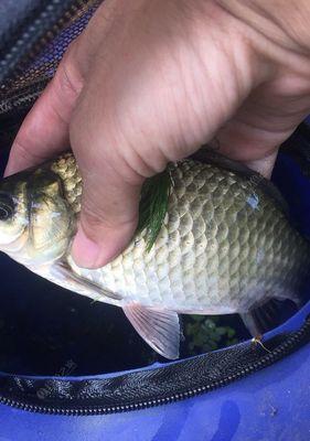 冬天用蚯蚓野钓鲫鱼有哪些技巧？如何提高钓鲫鱼的成功率？  第1张