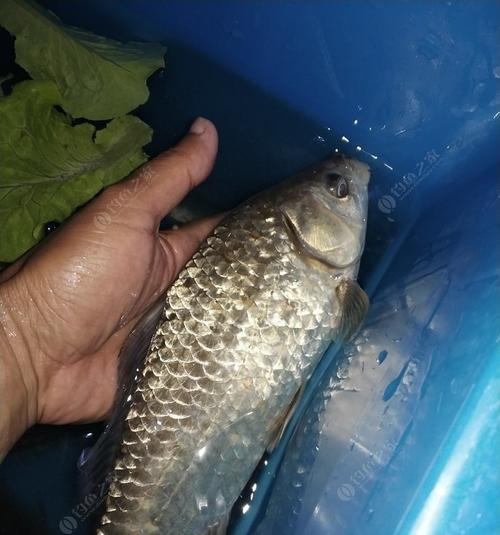 冬天夜钓草鱼的技巧有哪些？如何提高钓草鱼的成功率？  第2张