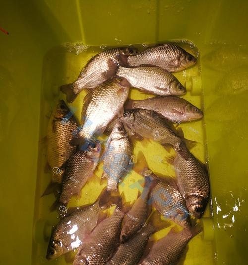 冬天沙坑钓鱼钓法技巧有哪些？如何提高冬季沙坑钓鱼的成功率？  第1张