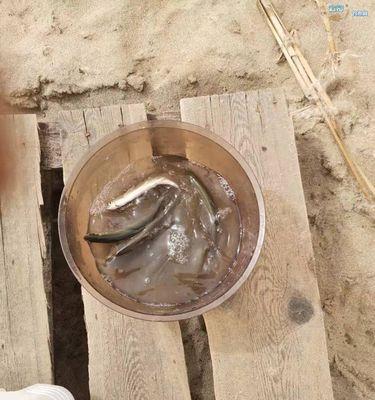 冬天沙坑钓鱼钓法技巧有哪些？如何提高冬季沙坑钓鱼的成功率？  第2张