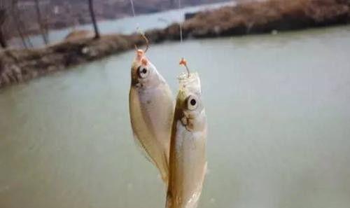 冬天深水区滑竿钓鱼技巧是什么？如何提高钓鱼成功率？  第3张